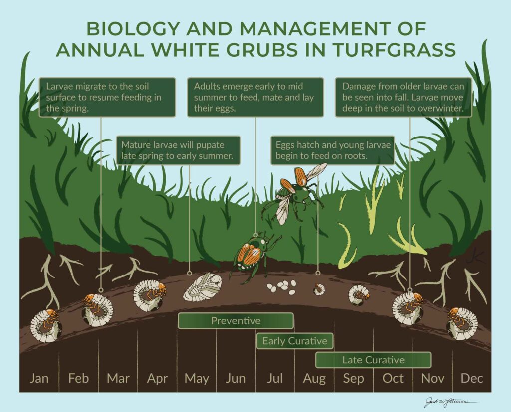 Turf Insect And Grub Control