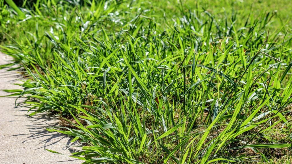 Weed And Crabgrass Control
